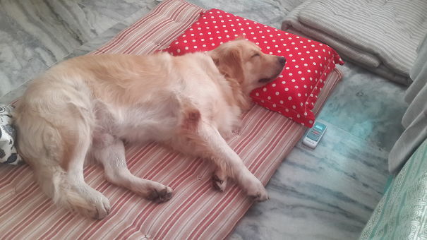 Cody Steals Few Winks!!