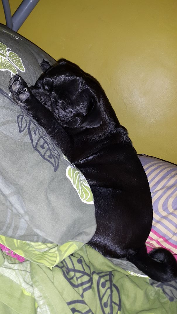 #missydapug And Her Sleeping Pose