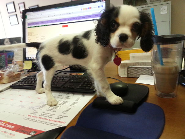 Just Another Day At The Office With Sofi