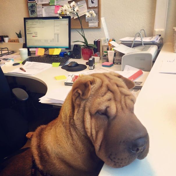 Gandalf In Da House!