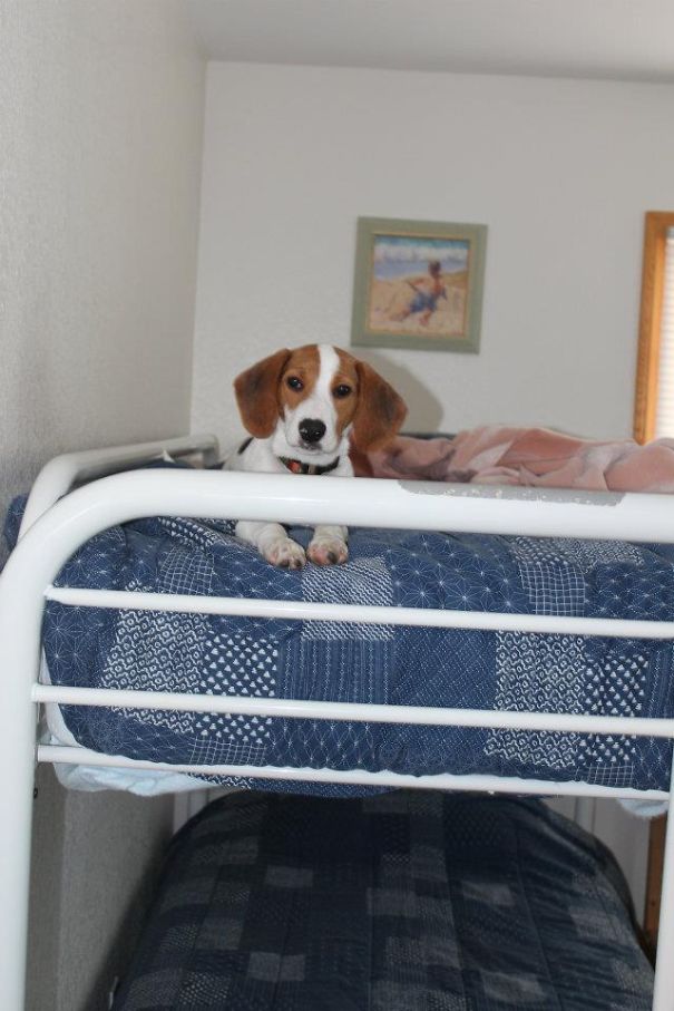 Top Bunk!