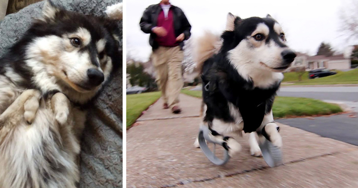 Dog With Deformed Paws Gets 3D-Printed Prosthetic Legs That Let Him Run