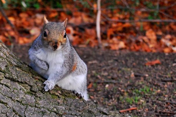 Let Me Introduce Myself