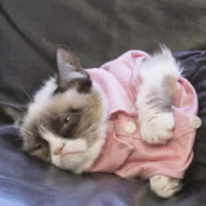 susanshaddock avatar