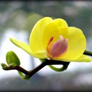 sveramagdalena avatar