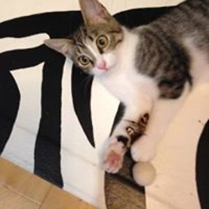 karenandthecats avatar