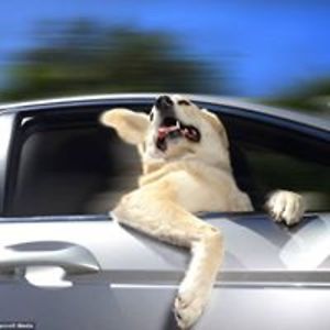 absolutebeginner22 avatar