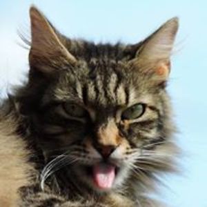 adrijana_radosevic avatar