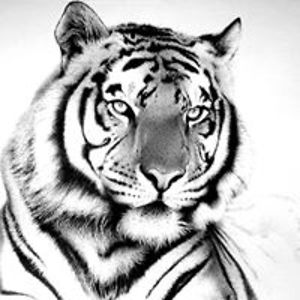 nicole_zufelde avatar