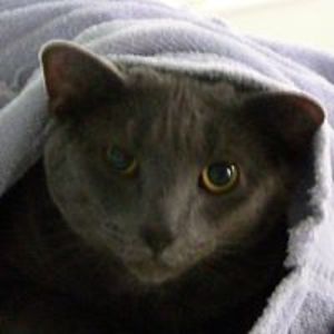 imasmartblonde2 avatar