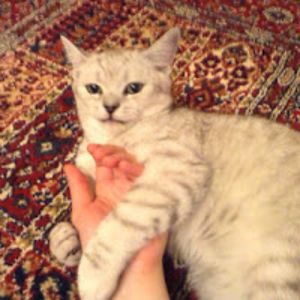 nuriyagabdulhakova avatar