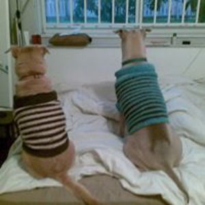 pptreecharoenwiwat avatar