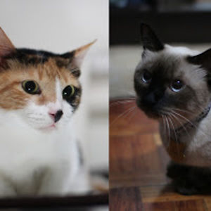 frankiiiaugustinemanuel avatar