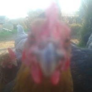 Adrian_Krakiewicz avatar