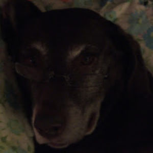 barbaragerhard avatar