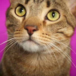 laurafdez-pachecolvarez avatar