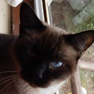 staciecarlson avatar