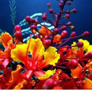 spongebobpace4 avatar