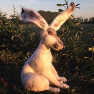 tracyelson412 avatar