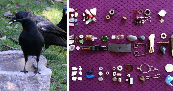 8-Year-Old Girl Receives Gifts From The Crows She’s Been Feeding Since She Was 4