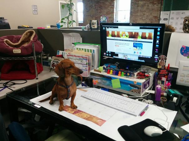 Pumpkin Hard At Work!