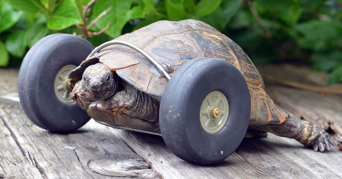 90-Year-Old Tortoise Whose Legs Were Eaten By Rats Gets Prosthetic Wheels And Goes Twice As Fast