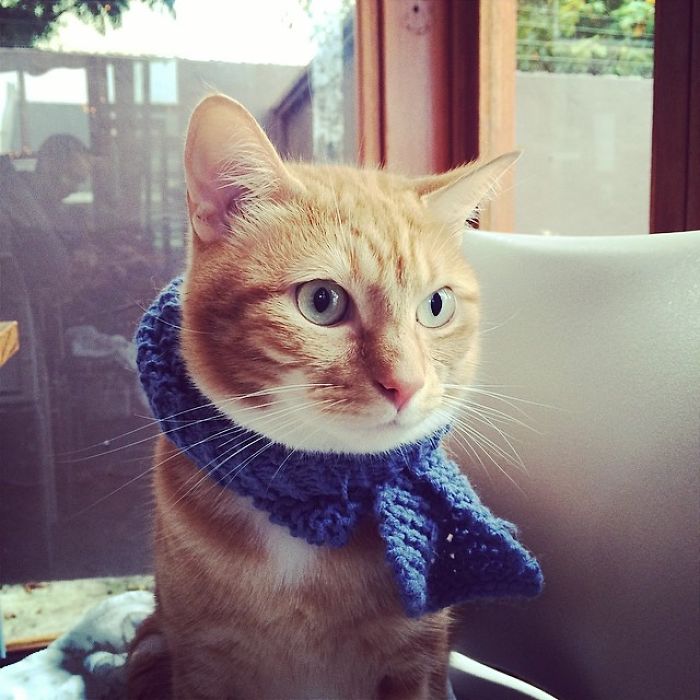 The Adventures Of Butternut The Cat