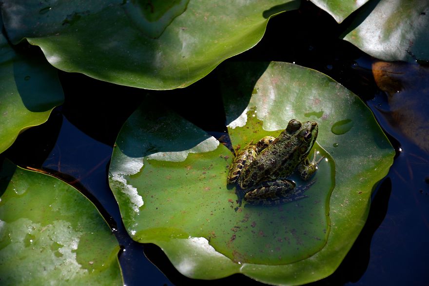 Frog On A Water Lily
