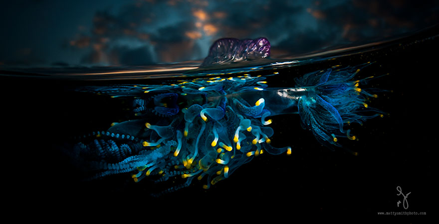 A Parallel Universe: My Half-Underwater Pics Show What Hides Beneath The Waves