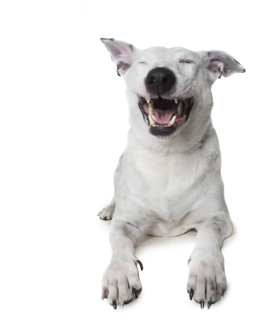 Zen Dogs: Photographer Captures The ‘Relaxed’ State Of Man's Best Friend