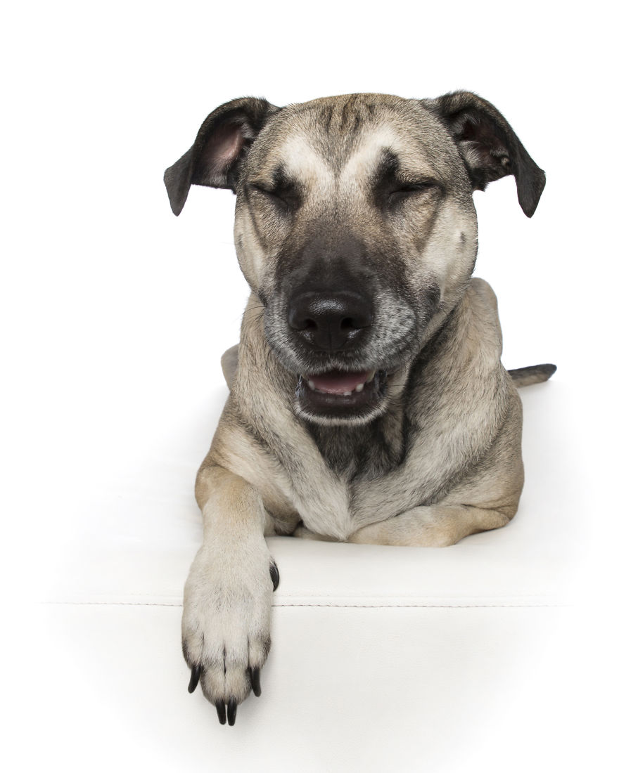 Zen Dogs: Photographer Captures The ‘Relaxed’ State Of Man's Best Friend