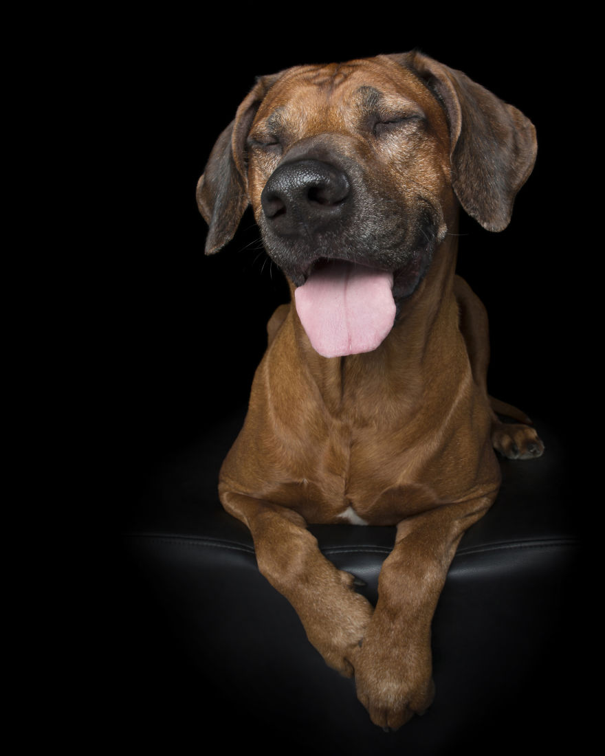 Zen Dogs: Photographer Captures The ‘Relaxed’ State Of Man's Best Friend