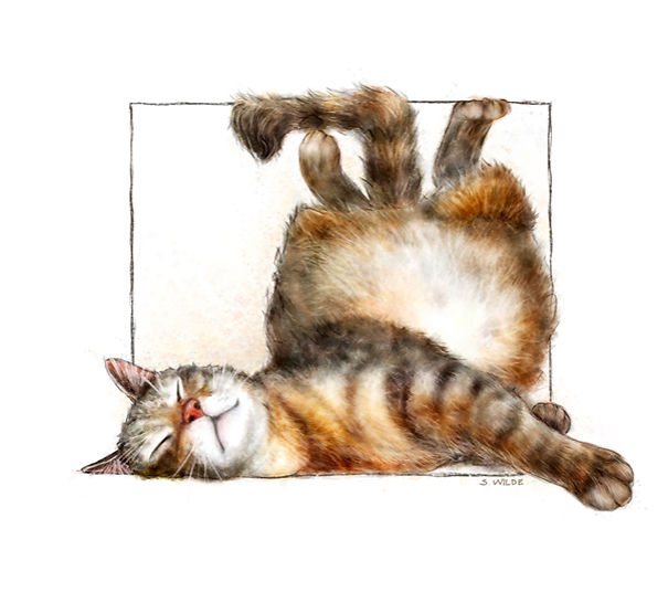 As My Break From My Real Life, Sometimes I Love To Stuff Cats In Boxes.