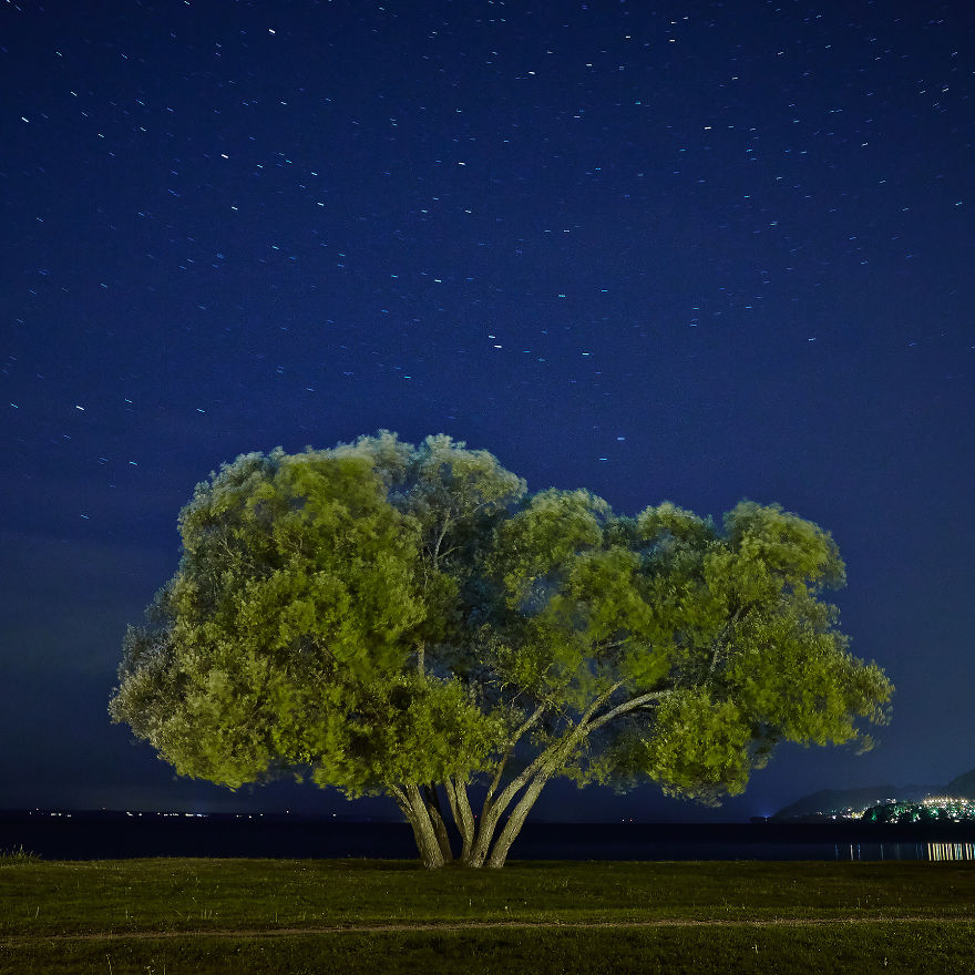I Document A Solitary Broccoli Tree Throughout The Seasons And Capture Stories That Unfold Around It I Document A Solitary Broccoli Tree Throughout The Seasons And Capture Stories That Unfold Around It