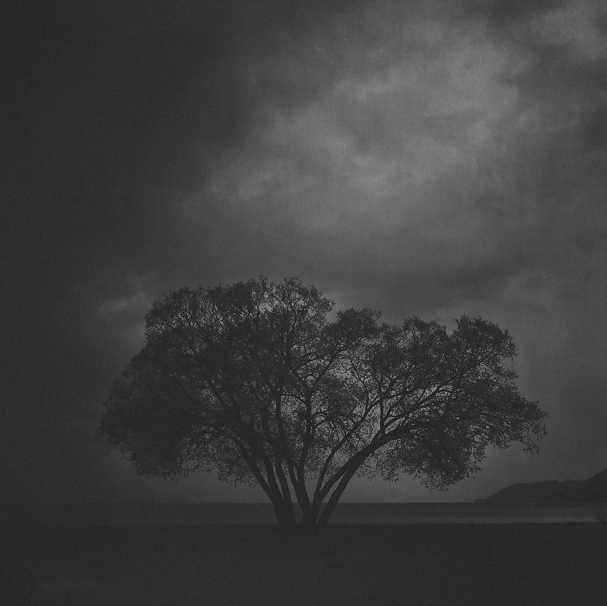 I Document A Solitary Broccoli Tree Throughout The Seasons And Capture Stories That Unfold Around It I Document A Solitary Broccoli Tree Throughout The Seasons And Capture Stories That Unfold Around It