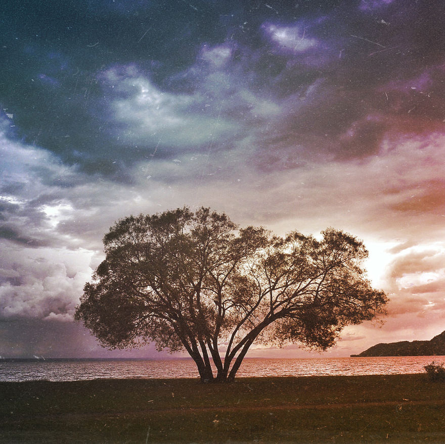 I Document A Solitary Broccoli Tree Throughout The Seasons And Capture Stories That Unfold Around It