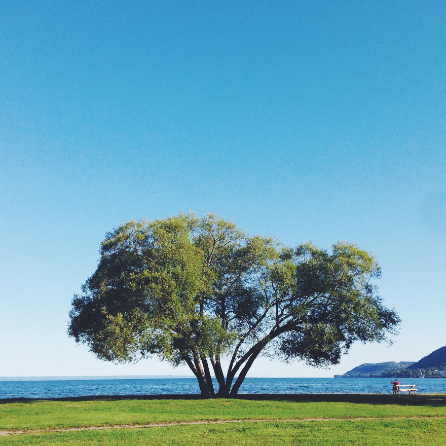 I Document A Solitary Broccoli Tree Throughout The Seasons And Capture Stories That Unfold Around It