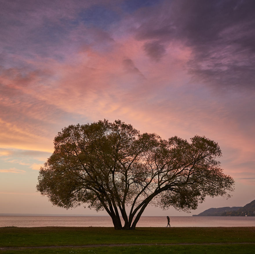 I Document A Solitary Broccoli Tree Throughout The Seasons And Capture Stories That Unfold Around It