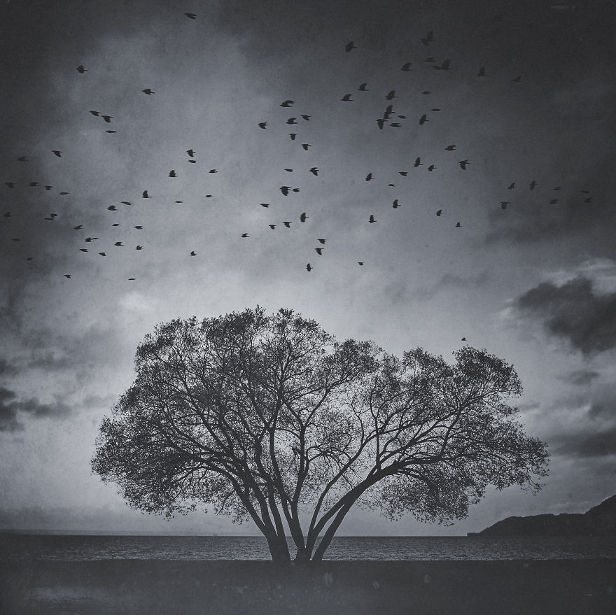 I Document A Solitary Broccoli Tree Throughout The Seasons And Capture Stories That Unfold Around It I Document A Solitary Broccoli Tree Throughout The Seasons And Capture Stories That Unfold Around It