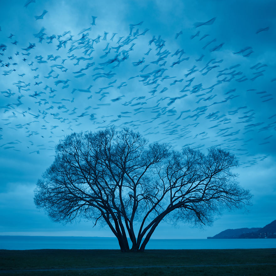 I Document A Solitary Broccoli Tree Throughout The Seasons And Capture Stories That Unfold Around It I Document A Solitary Broccoli Tree Throughout The Seasons And Capture Stories That Unfold Around It