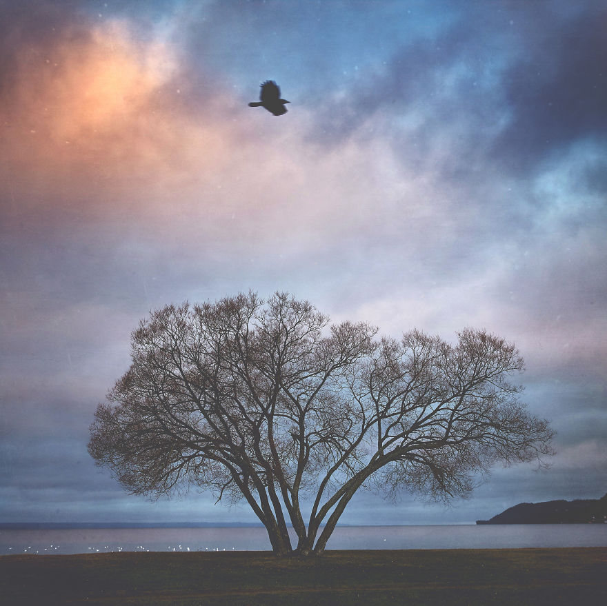 I Document A Solitary Broccoli Tree Throughout The Seasons And Capture Stories That Unfold Around It