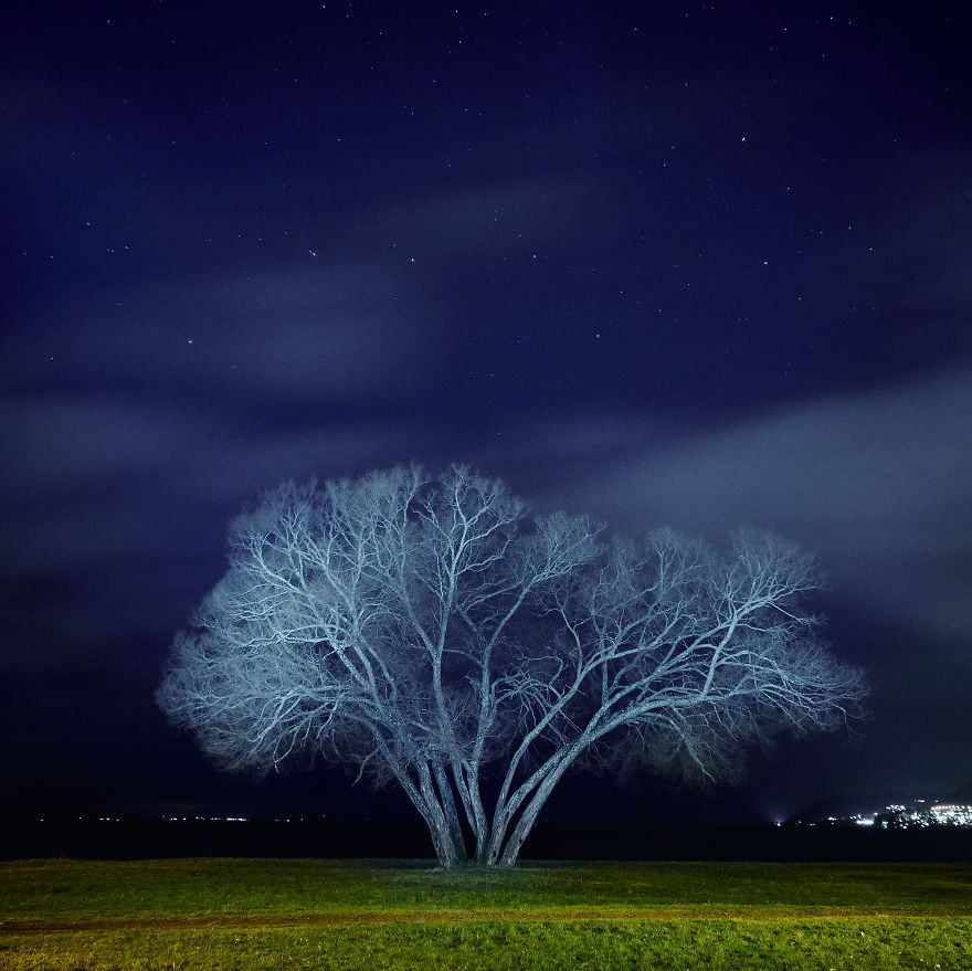 I Document A Solitary Broccoli Tree Throughout The Seasons And Capture Stories That Unfold Around It I Document A Solitary Broccoli Tree Throughout The Seasons And Capture Stories That Unfold Around It