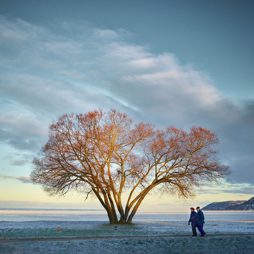 I Document A Solitary Broccoli Tree Throughout The Seasons And Capture Stories That Unfold Around It I Document A Solitary Broccoli Tree Throughout The Seasons And Capture Stories That Unfold Around It