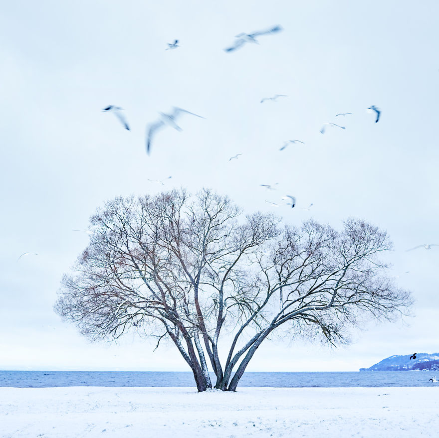 I Document A Solitary Broccoli Tree Throughout The Seasons And Capture Stories That Unfold Around It I Document A Solitary Broccoli Tree Throughout The Seasons And Capture Stories That Unfold Around It