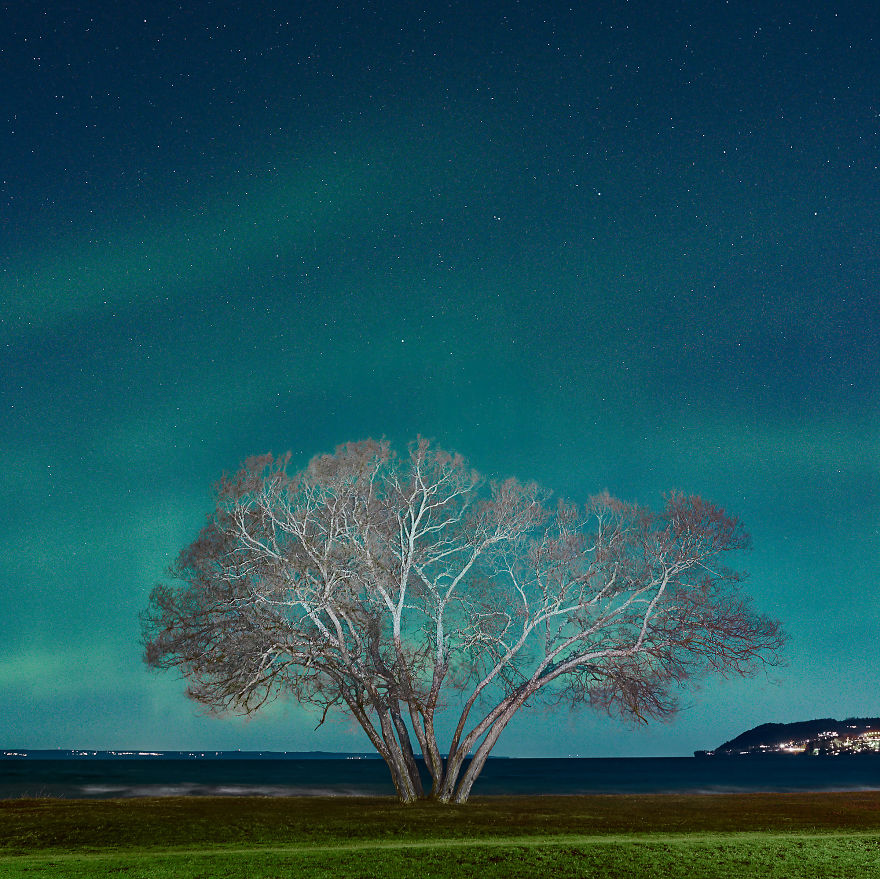 I Document A Solitary Broccoli Tree Throughout The Seasons And Capture Stories That Unfold Around It