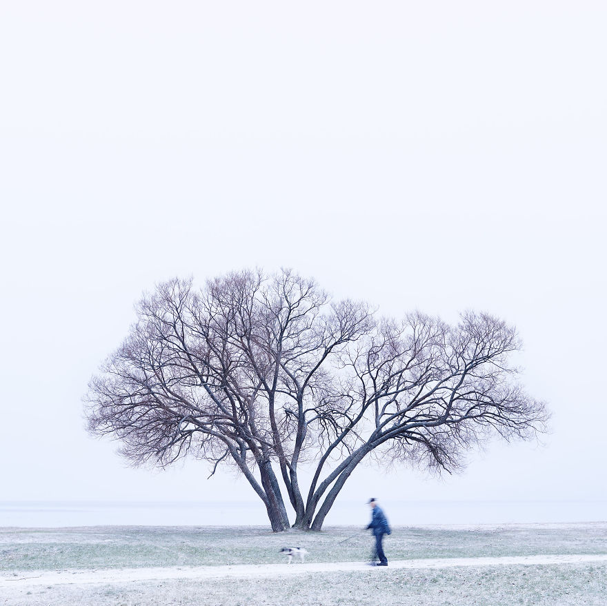 I Document A Solitary Broccoli Tree Throughout The Seasons And Capture Stories That Unfold Around It