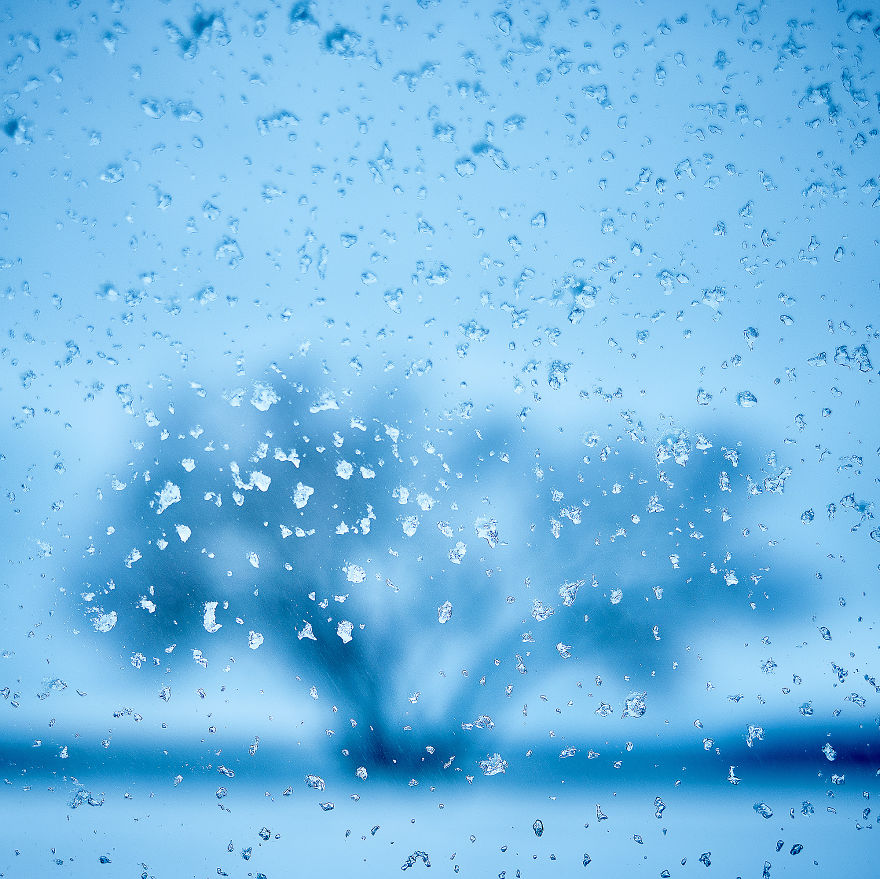 I Document A Solitary Broccoli Tree Throughout The Seasons And Capture Stories That Unfold Around It