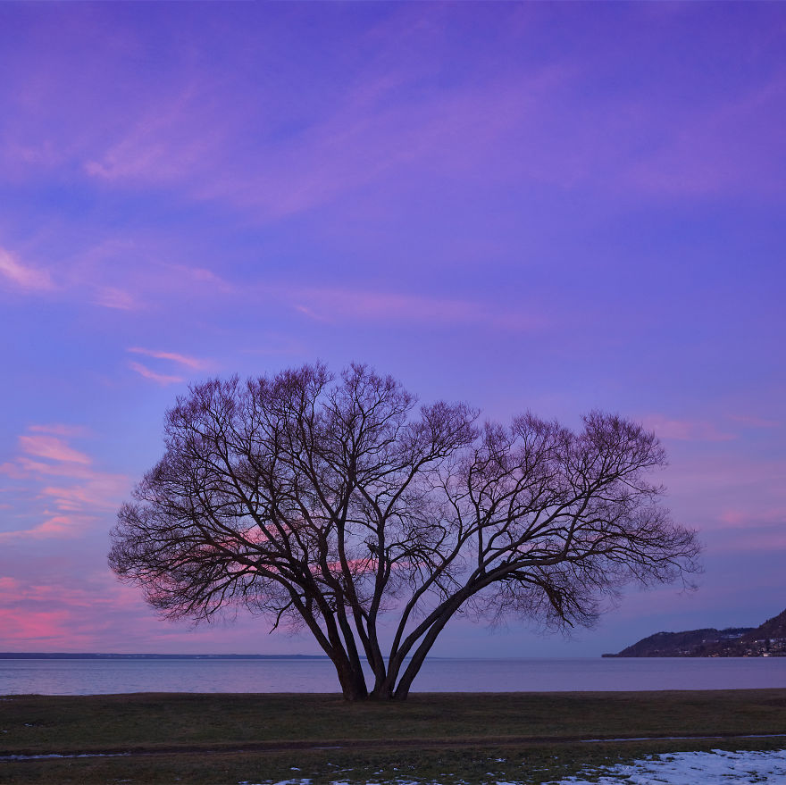 I Document A Solitary Broccoli Tree Throughout The Seasons And Capture Stories That Unfold Around It