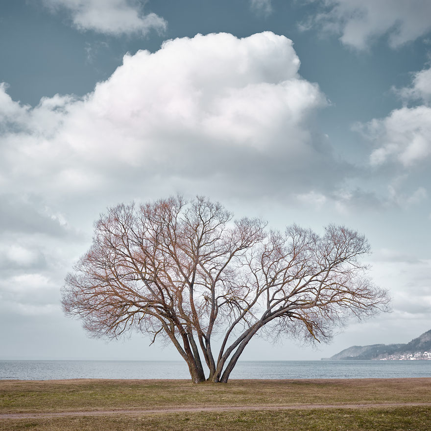 I Document A Solitary Broccoli Tree Throughout The Seasons And Capture Stories That Unfold Around It