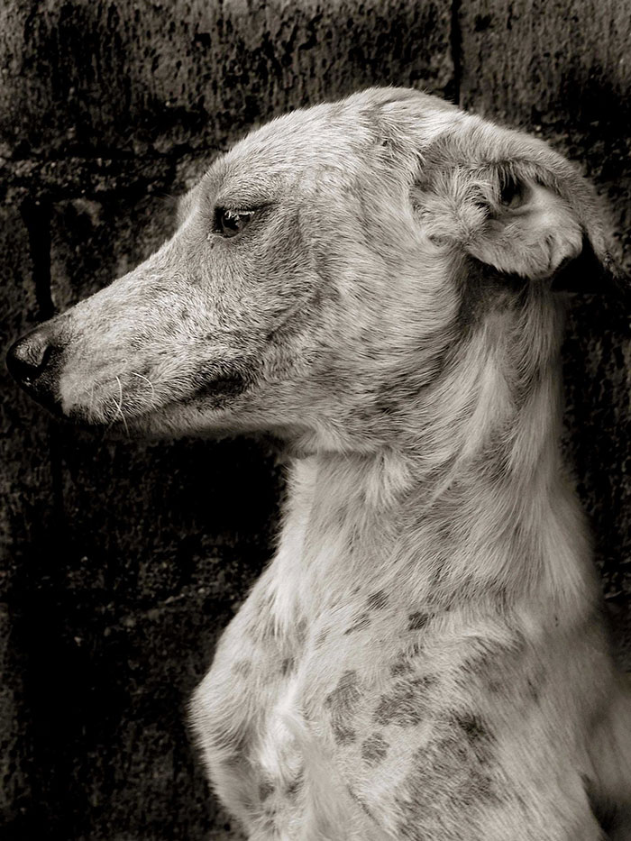 Touching Portraits Of Stray Dogs Waiting To Be Adopted